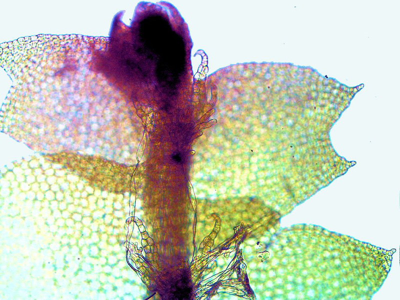Chiloscyphus profundus